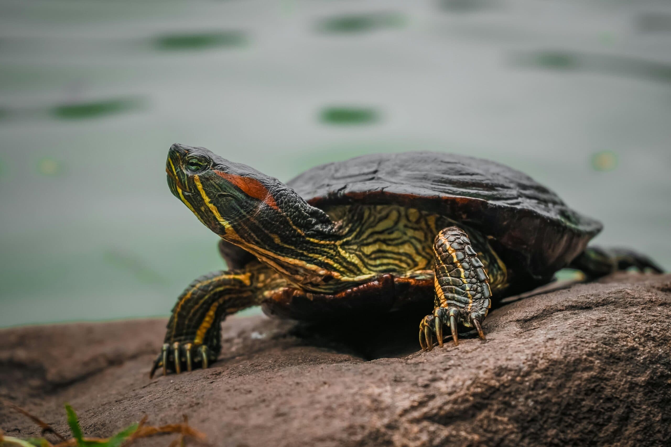 Man Faces Jail for Sending 850 Turtles in Socks